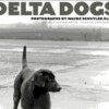 Delta Dogs